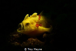 Yawning Frogfish by Troy Mayne 